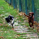 Die Odenwälder - Chelsea und Setter Sandy