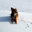 Einsamer Hund auf Schneewehe