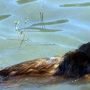 Bäh...Schweizer Wasser schmeckt eklig