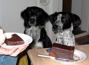 Hunde und Kuchen